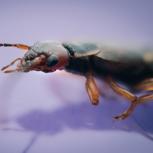 Insects' 'lightning-fast reactions' could transform future of AI and robots, experts claim