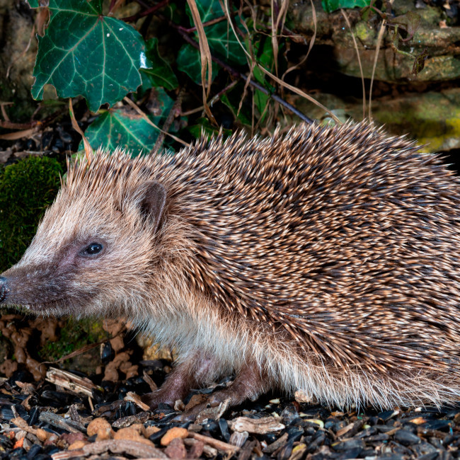 AI employed to stop Britain's hedgehog decline